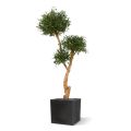 Artificial Olive Bonsai Deluxe x3 160 cm
