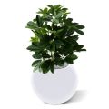 Artificial Window Schefflera plant 50cm