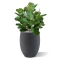 Artificial Royal Lyrata ball deluxe plant 75 cm