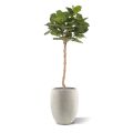 Artificial Royal Lyrata tree on trunk 120 cm