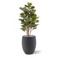 Artificial Royal Lyrata plant 105 cm